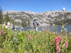 bighorn-mountain-wildflowers