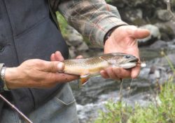 trout-fishing-blacktooth-excursions-wyoming-mountains