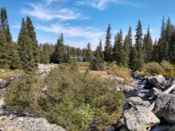 wyoming-mountain-woods-scenery