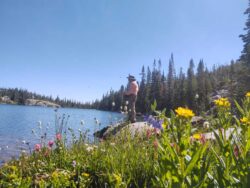 wyoming-wildflower-scenery