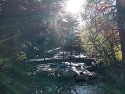 wyoming-woods-river